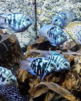 Polar blue parrot fish (4 pieces)