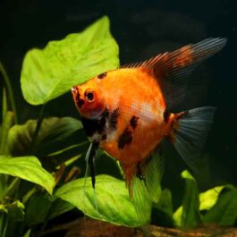 koi angel Adult (3 pieces)