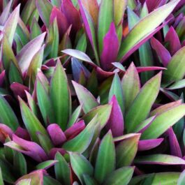 Rhoeo/ Tradescantia spathacea dwarf purple (single plant)