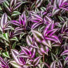 Wandering Jew/ Tradescantia zebrina (single plant)