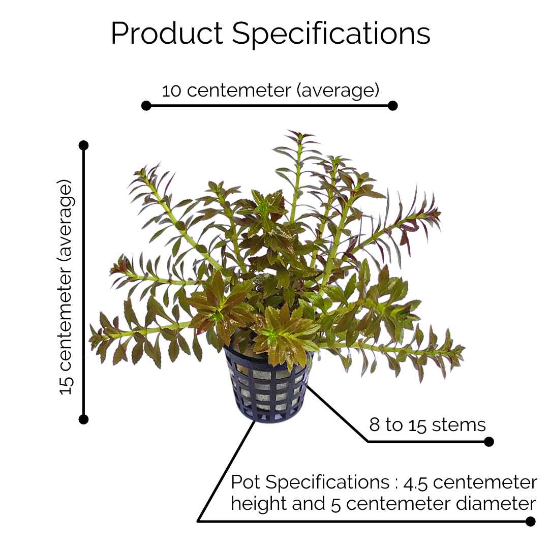 Limnophila Aromatica Mini (large pot) - Image 8