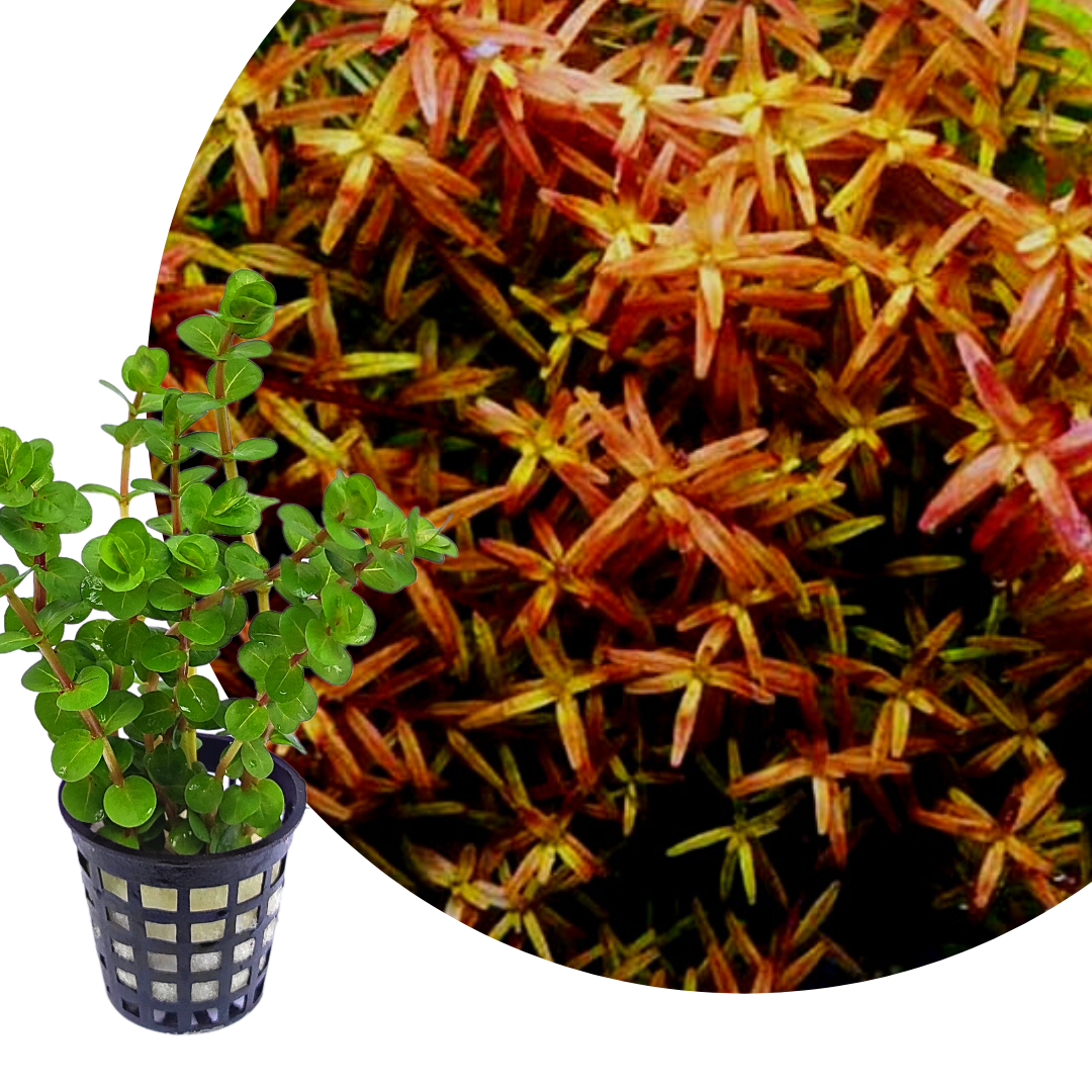 Rotala Rotundifolia "Twilight" (large pot) - Image 3