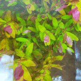 Rotala sp mini Gold (large pot)