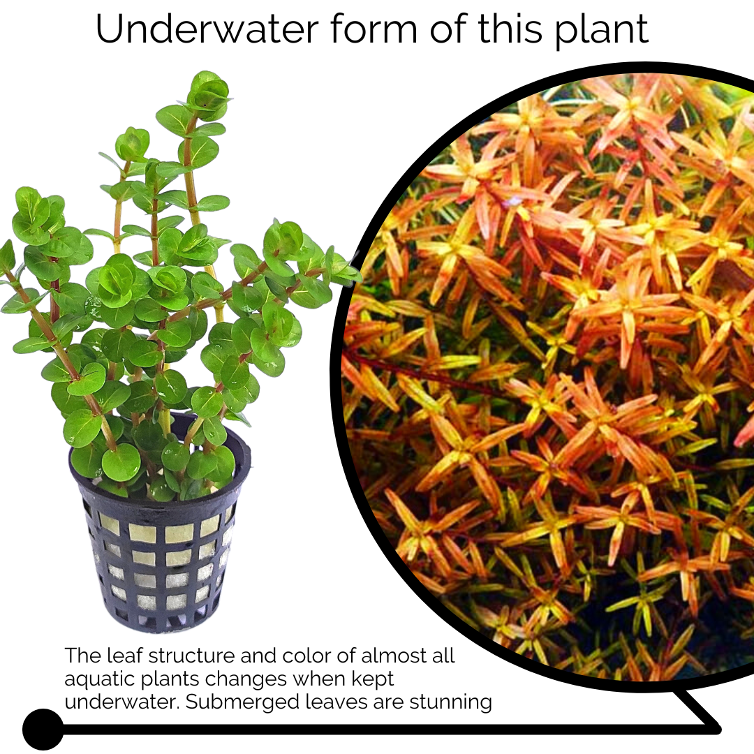 Rotala Rotundifolia "Twilight" (large pot) - Image 4