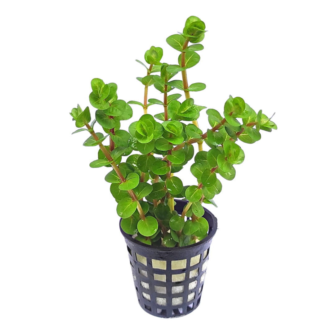 Rotala Rotundifolia "Twilight" (large pot) - Image 5