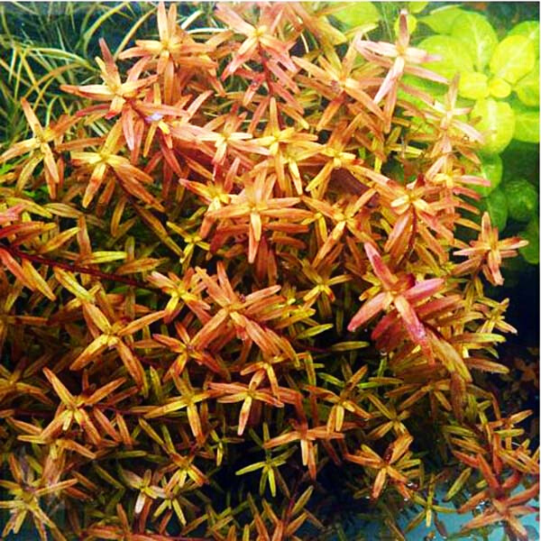Rotala Rotundifolia "Twilight" (large pot) - Image 6