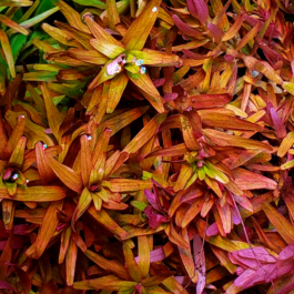 Rotala Rotundifolia “Twilight” (large pot)