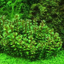 Ammannia sp. ‘bonsai’ (large pot)