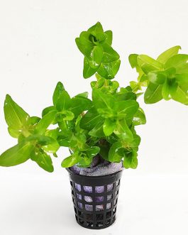 Bacopa caroliniana (large pot)