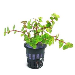 Bolivian Wandering Jew/ Callisia repens-dark green (pot)