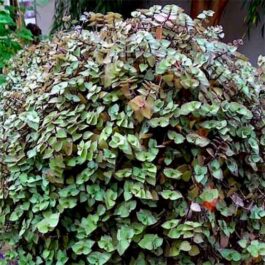 Bolivian Wandering Jew/ Callisia repens-dark green (pot)