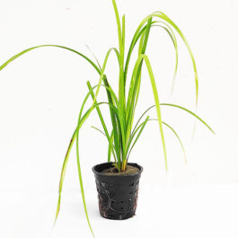 Cyeprus helferi (large pot)