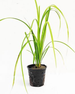 Cyeprus helferi (large pot)