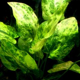 Echinodorus cordifolius yellow marble queen (large pot)