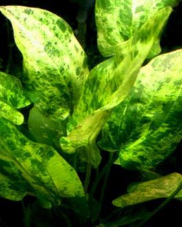 Echinodorus cordifolius yellow marble queen (large pot)