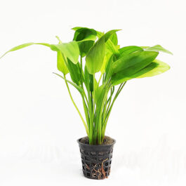 Echinodorus cordifolius yellow marble queen (large pot)