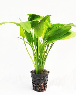 Echinodorus cordifolius yellow marble queen (large pot)