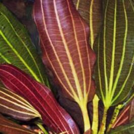 Echinodorus rubin/ Red rubin amazon (large pot)