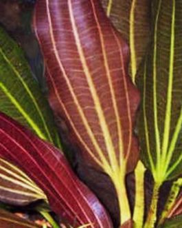 Echinodorus rubin/ Red rubin amazon (large pot)