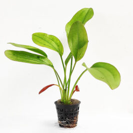 Echinodorus rubin/ Red rubin amazon (large pot)