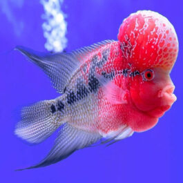 Flower Horn (4 pieces)