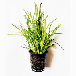 Hemigraphis repanda Green (large pot/ plant clump)