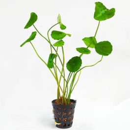 Hydrocotyle verticillata/ whorled pennywort (large pot)