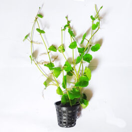 Brazilian pennywort/ Hydrocotyle leucocephala (large pot)