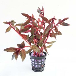Ludwigia Perennis/ Glandulosa (large pot)