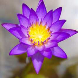 Nymphaea Panama Pacific, Dauben, Islamorada lilies (combo 3 plants)