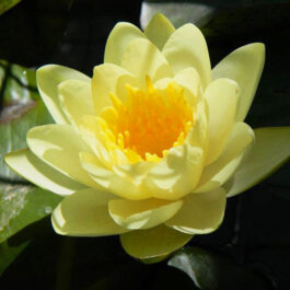Nymphaea Yellow and peach flower lilies-hardy lilies (2 combo plants)