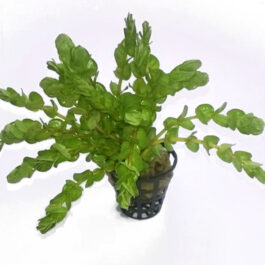 Rotala Rotundifolia “Twilight” (large pot)