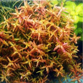 Rotala Rotundifolia “Twilight” (6 stems)