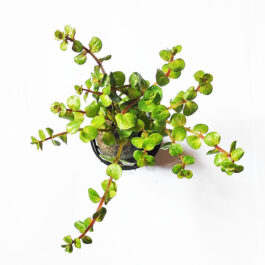 Rotala sp Assam (large pot)