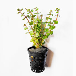 Rotala sp Assam (large pot)