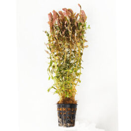 Rotala sp mini Gold (large pot)