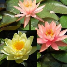 Nymphaea Yellow and peach flower lilies-hardy lilies (2 combo plants)