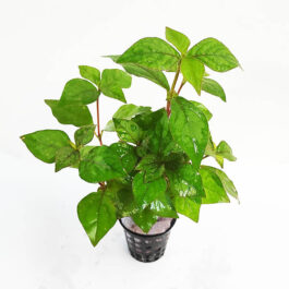 Hemigraphis sp. green (Large Pot)