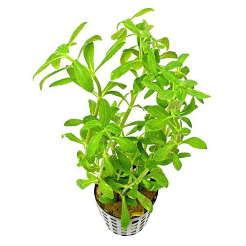 Limnophila aromatica Green (3 stems) - Buy Aquarium Plants and Aquarium ...