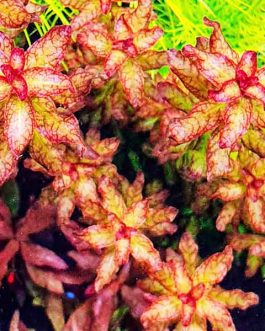 Ludwigia Senegalensis/Ludwigia Guinea (large pot)