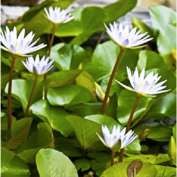 Nymphaea Panama Pacific, Dauben, Islamorada lilies (combo 3 plants) - Image 4