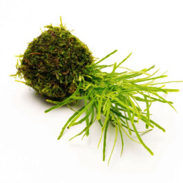 Hemigraphis repanda Green (large pot/ plant clump)