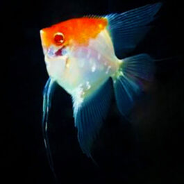 Albino Red Top Angel (4 piece)