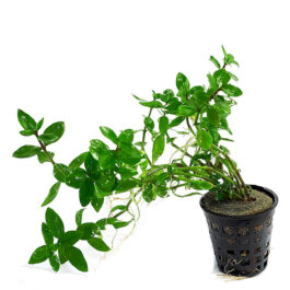 Staurogyne sp Brown (large pot)