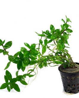 Staurogyne sp Brown (large pot)