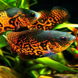 Tiger Oscar (4 pieces)