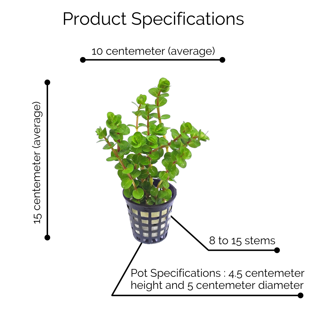 Rotala Rotundifolia "Twilight" (large pot) - Image 8