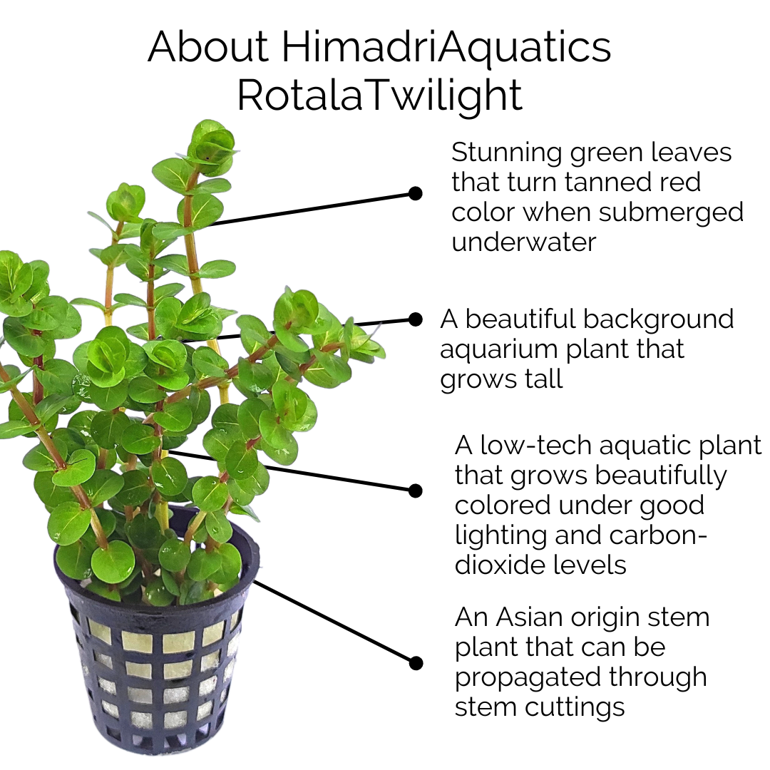 Rotala Rotundifolia "Twilight" (large pot) - Image 9