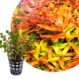 Rotala rotundifolia ‘orange juice’ (large pot)