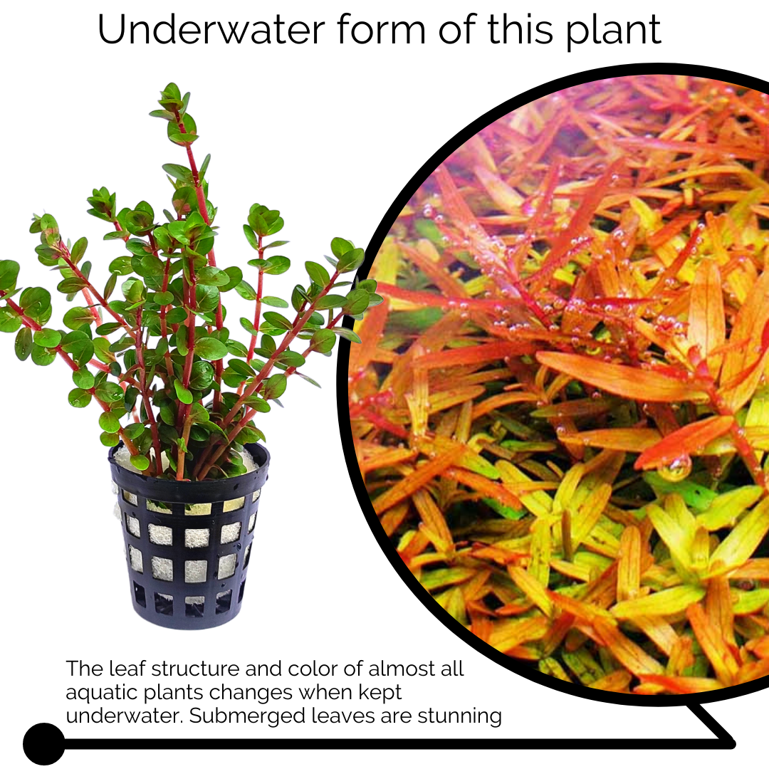 Rotala rotundifolia 'orange juice' (large pot) - Image 3